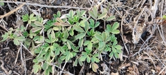 Potentilla incana