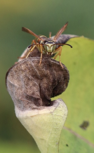 Northern Paper Wasp