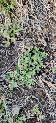Potentilla incana, photograph 1