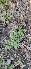Potentilla incana, photograph (c) Ondřej Křivan, some rights reserved (CC BY)