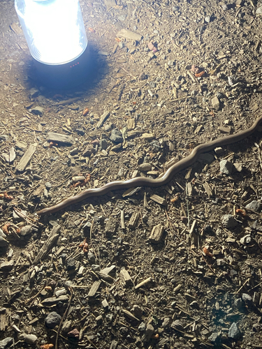 iNaturalist observation photo of Northern Rubber Boa