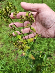 author not stated, no rights reserved Hypericum punctatum, photograph author not stated, no rights reserved