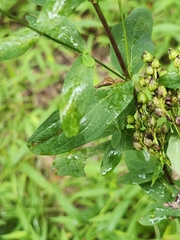 author not stated, no rights reserved Hypericum punctatum, photograph author not stated, no rights reserved
