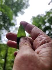 Hypericum punctatum, photograph author not stated, no rights reserved