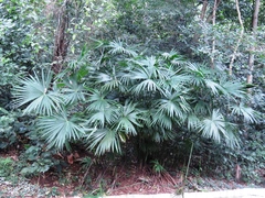 Angiospermae