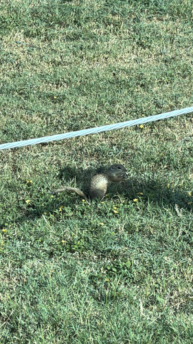 Rio Grande Ground Squirrel observed by jabad2