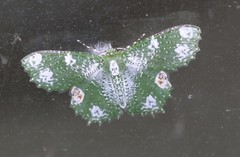 Eucyclodes fascinans