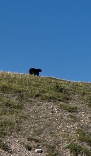 Black Bear sighting near Highway 5