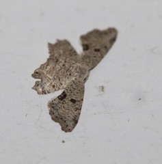 Phazaca leucocephala