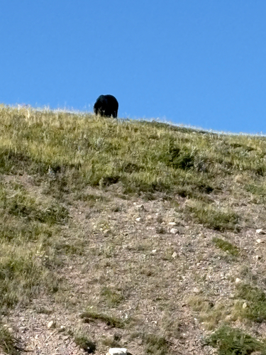 Black Bear sighting near Improvement District No. 4 Waterton