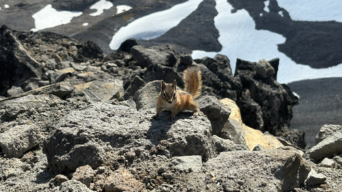 Yellow-pine Chipmunk observed by zeledonia10