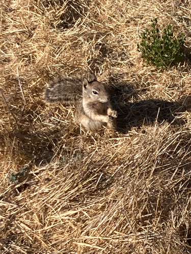 iNaturalist observation photo of California Ground Squirrel