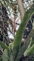 Aechmea nudicaulis, photograph (c) fmunoz, some rights reserved (CC BY)