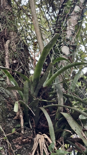 Aechmea nudicaulis, photograph 4