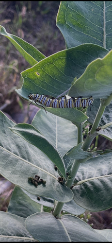 Monarch