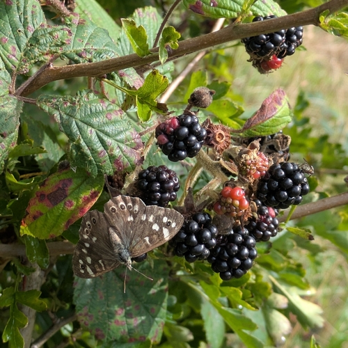 Speckled Wood