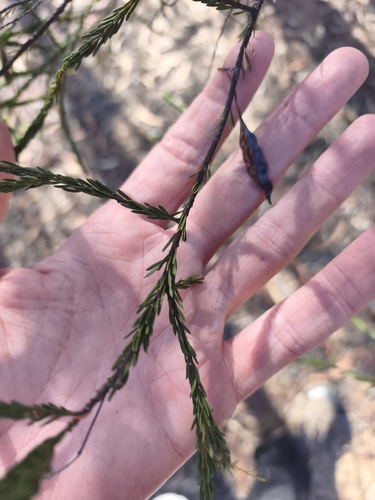 Acacia conferta