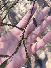 Acacia conferta
