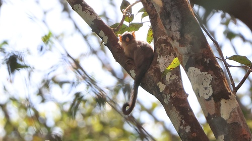 Black-crowned Dwarf Marmoset