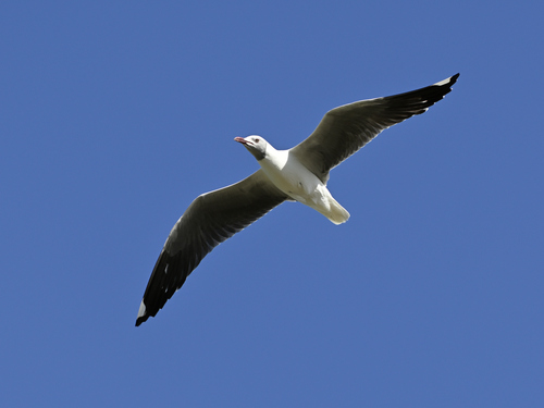 iNaturalist image