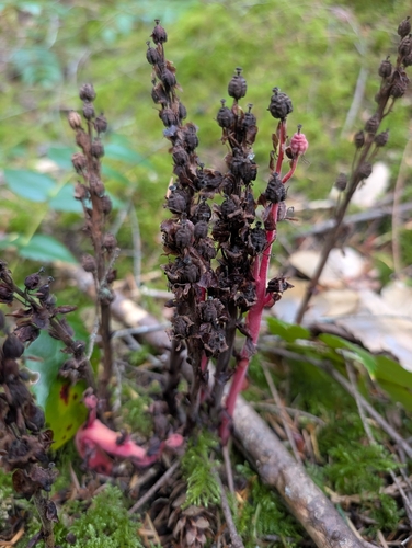 pinesap