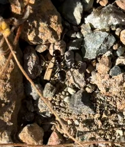 iNaturalist observation photo of Odorous Ants
