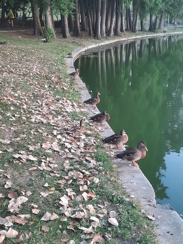Mallard