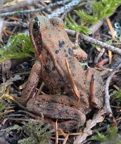 Northern Red-legged Frog