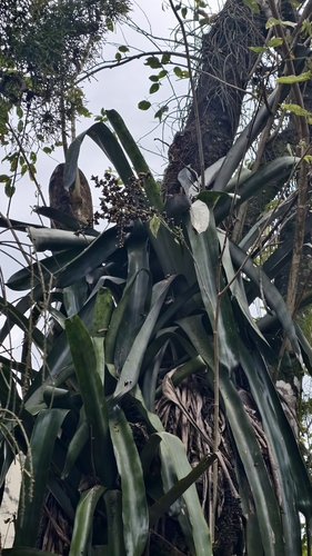Hohenbergia augusta, photograph 4