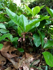 Ardisia japonica