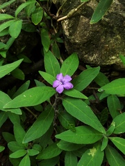 Ruellia dipteracanthus