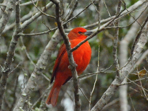 Hepatic Tanager