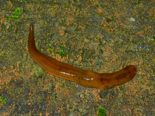 Obama Flatworm