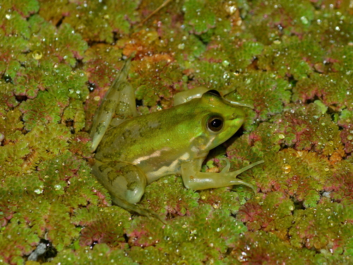 Lesser Swimming Frog