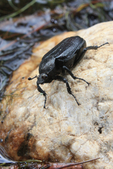Osmoderma scabra