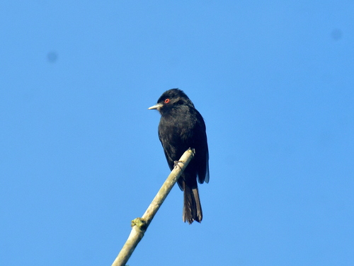 Blue-billed Black-Tyrant