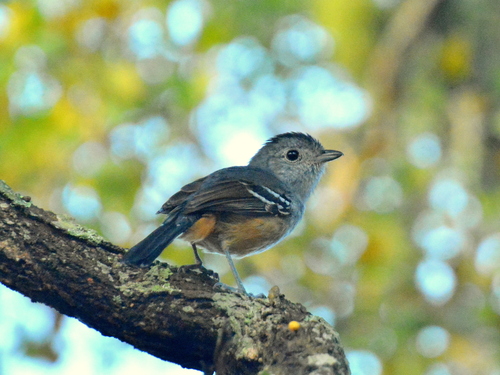 Variable Antshrike