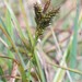 Olney's Hairy Sedge - Photo (c) Di, some rights reserved (CC BY-NC), uploaded by Di