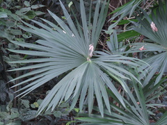 Angiospermae