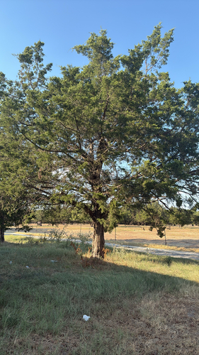 eastern redcedar