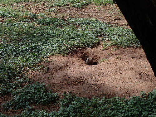 Rock Squirrel observed by lynnharper