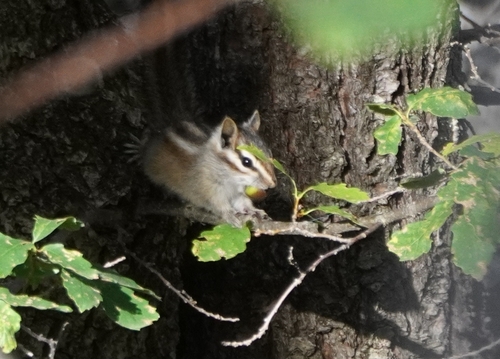 Gray-footed Chipmunk observed by bcvi