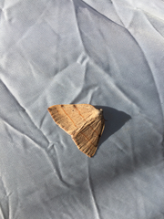 Drepanulatrix bifilata