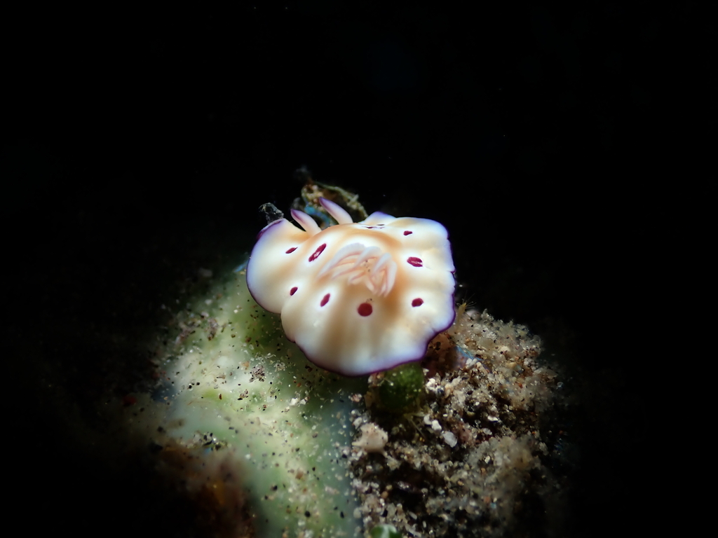 Tryon's Hypselodoris