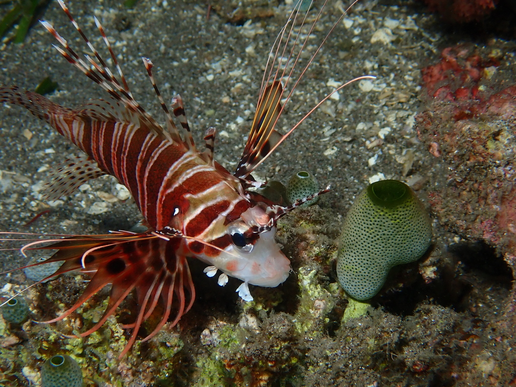 broadbarred firefish