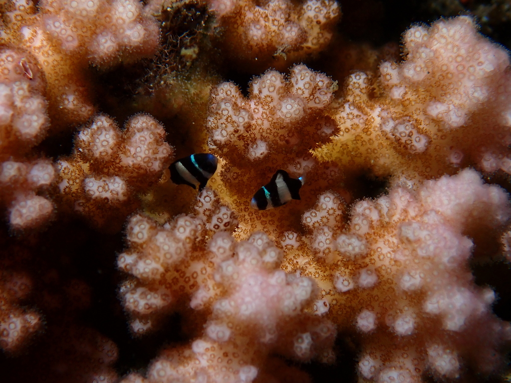 Banded dascyllus