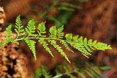 Asplenium gracillimum