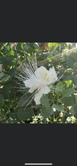 Capparis sandwichiana