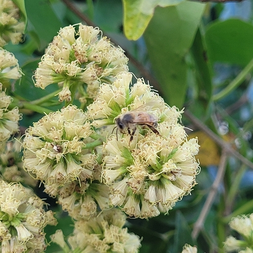 Western Honey Bee