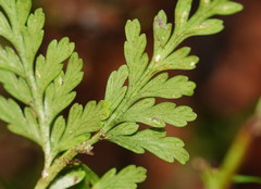 Asplenium gracillimum